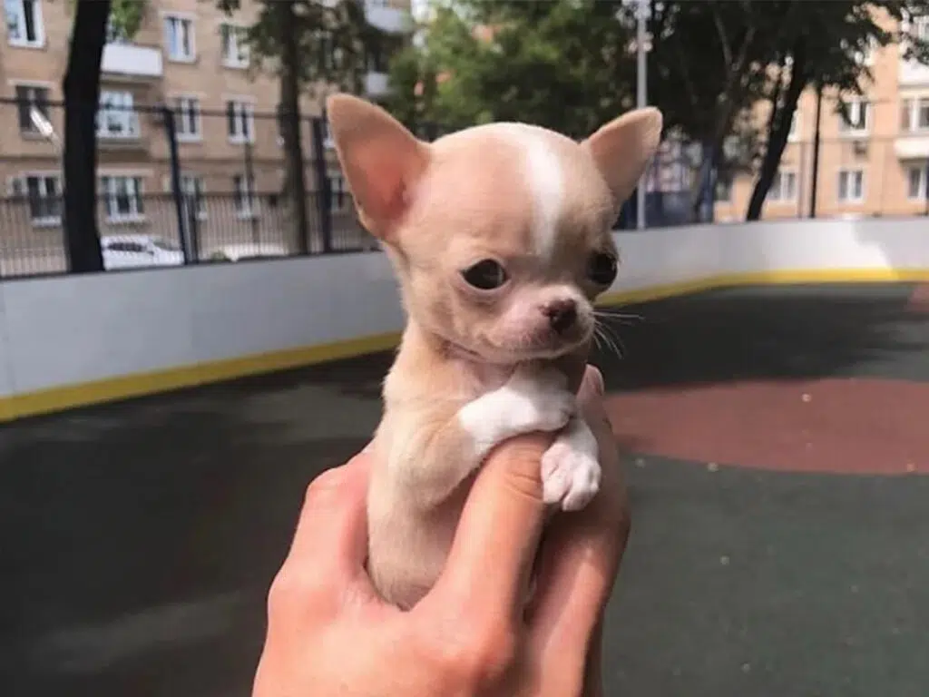 Chihuahuas share small size gene with wolves, illustrated by a tiny teacup Chihuahua being held