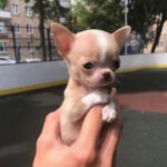 The Small But Mighty Chihuahua