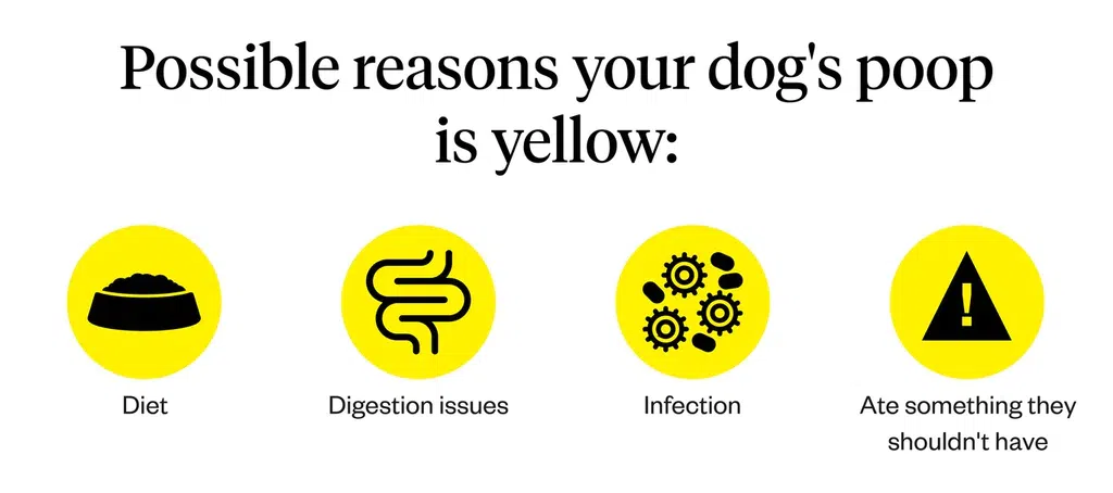 Dog poop color chart yellow
