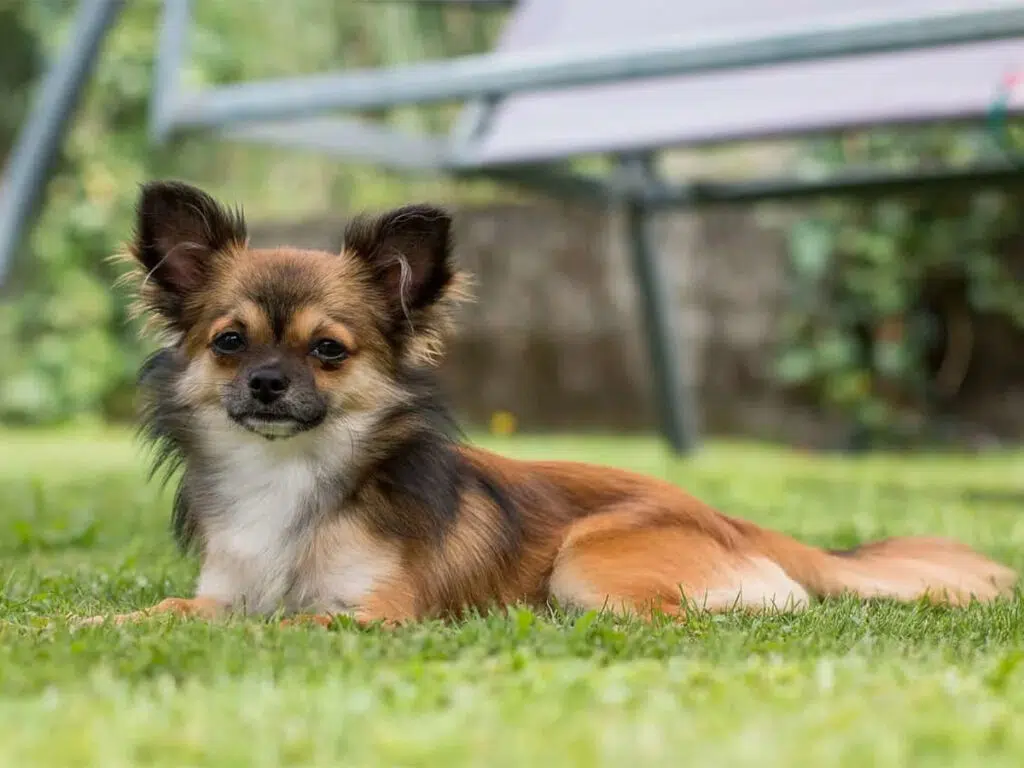 America's dog breeds by state - a brown Chihuahua lying down on a field