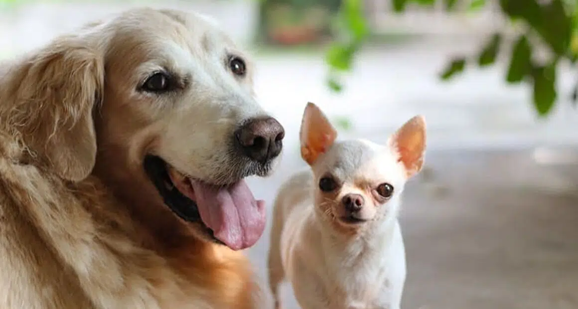 Exploring Americas Beloved Dog Breeds by State - Chihuacorner.com
