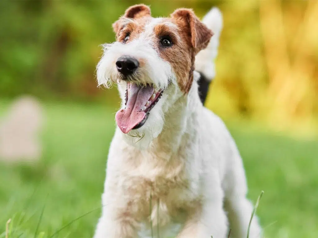 America's dog breeds by state - an open-mouthed terrier out in nature