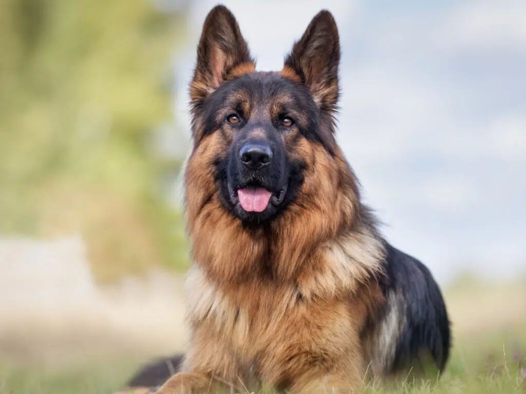 America's dog breeds by state - an adult german shepherd sitting down