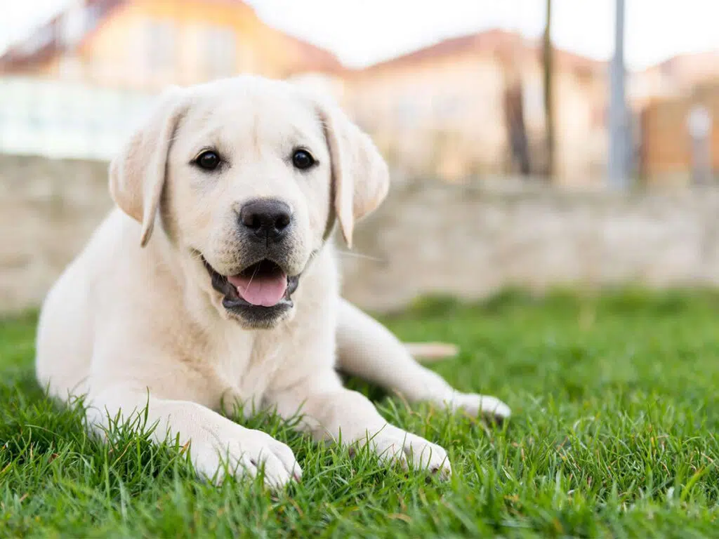 America's dog breeds by state - a white labrador lying down on grass