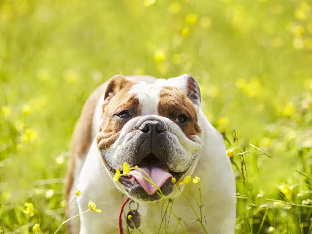 America's dog breeds by state - a cute bulldog on a field of flowers