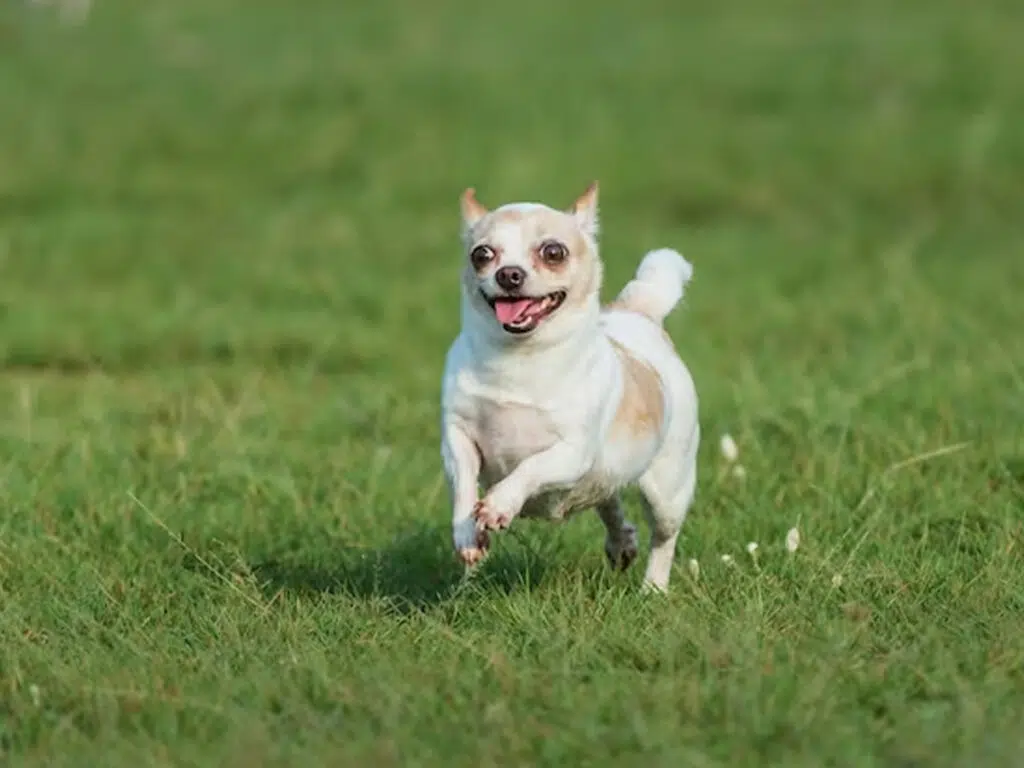 America's dog breeds by state - a white Chihuahua running on a field