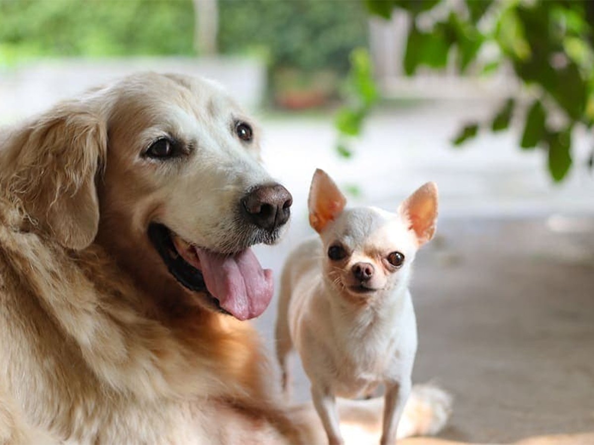 Read more about the article Exploring America’s Beloved Dog Breeds by State