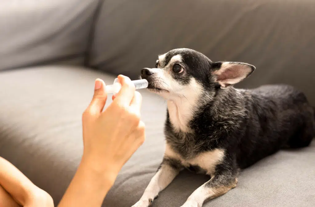 giving medicals to chihuahua from syringe