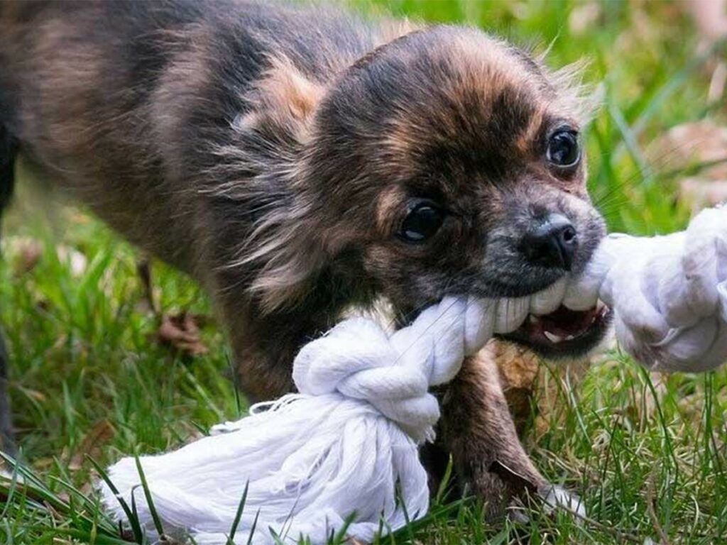 Has a Chihuahua ever killed anyone? Illustrated by a brown Chi tugging on a rope