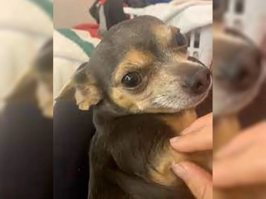 Chihuahua faking an injury when touched by owner