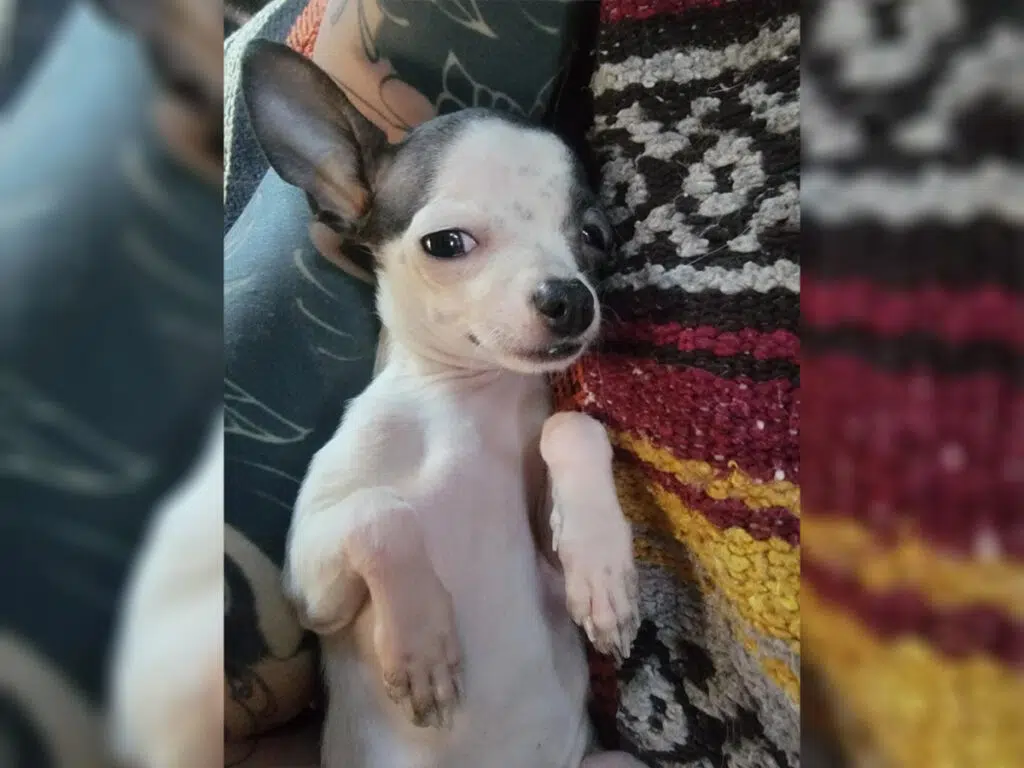 Chihuahua faking an injury, acting like they're in pain