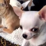 Jealous Chihuahua Hates Pups Touching His Toys