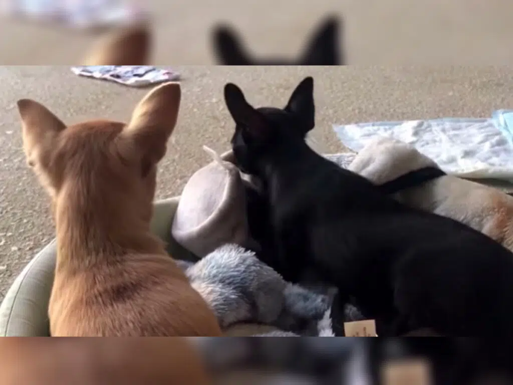 A family of pups touching each other's toys