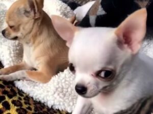 Read more about the article Jealous Chihuahua Hates Pups Touching His Toys