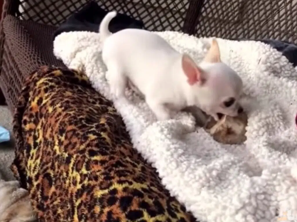 White pup fighting with dogs touching "his" toys