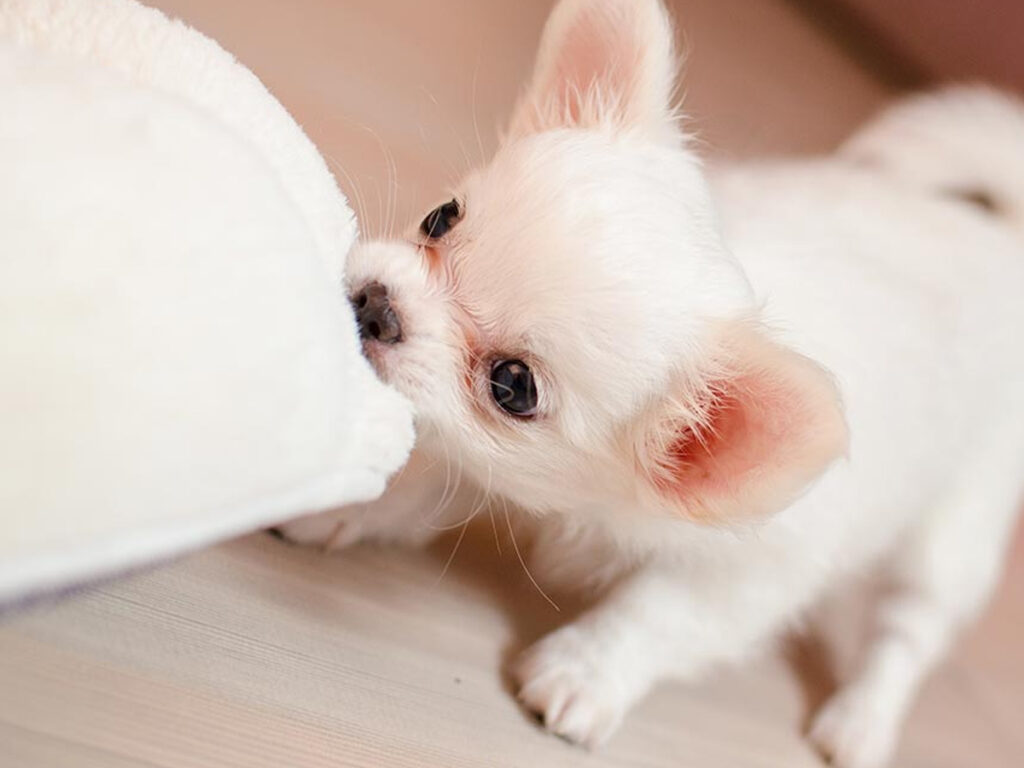 White Chihuahua tugging at a pillow