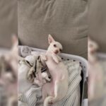 Laundry Day: Discovering a White Chihuahua Amidst the Whites