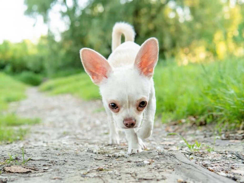 White Chihuahua walking on a field