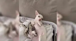 Laundry Day Surprises: Discovering a White Chihuahua Amidst the Whites - Chihuacorner.com