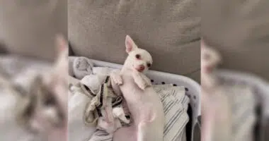Laundry Day Surprises: Discovering a White Chihuahua Amidst the Whites - Chihuacorner.com