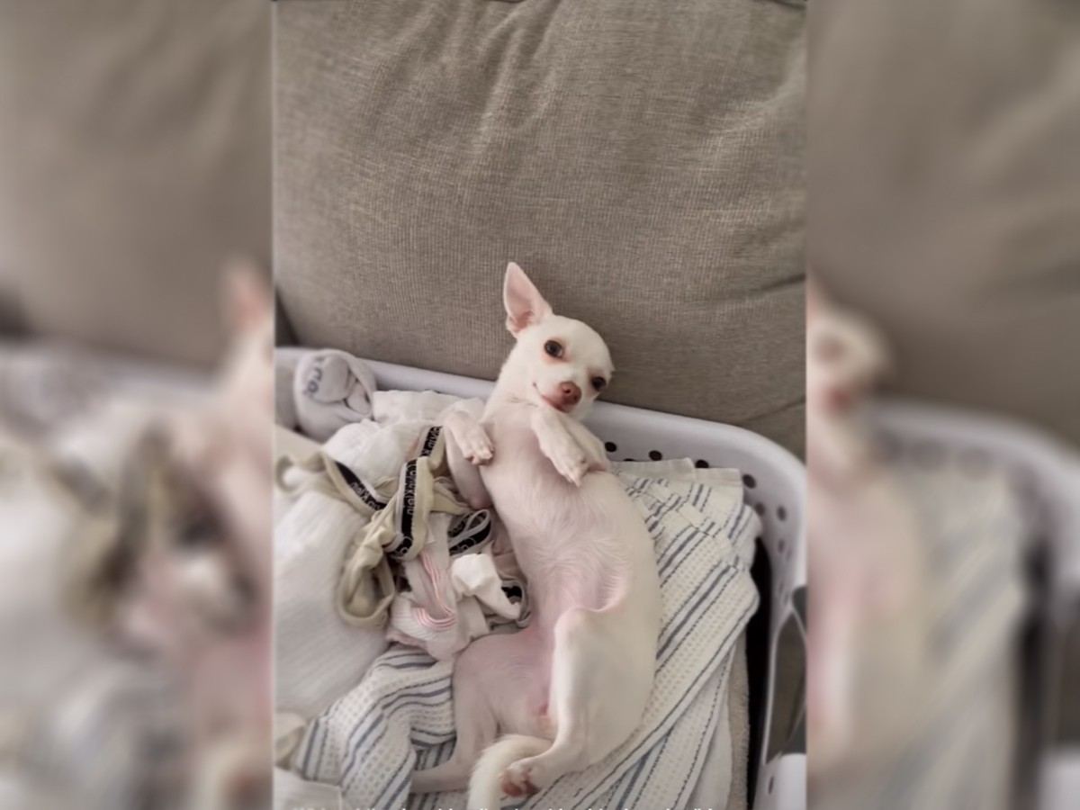 Read more about the article Laundry Day: Discovering a White Chihuahua Amidst the Whites