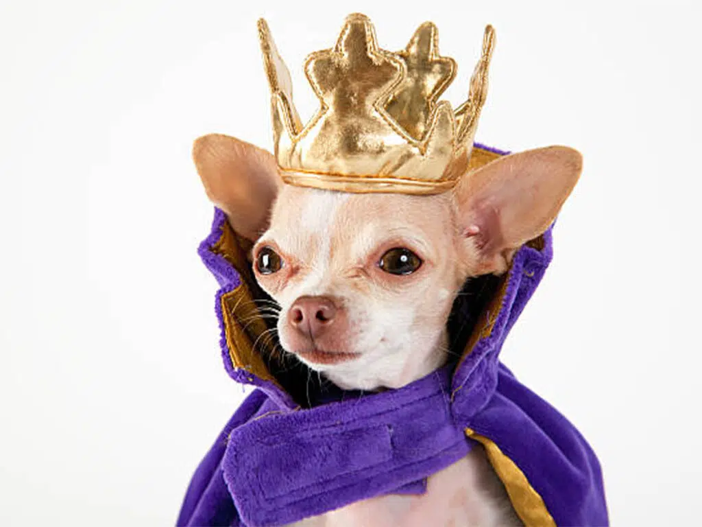 Chihuahua care - loving a royal Chi