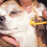 Nailing Chihuahua Care: Your 10 Responsible Steps To-Do List