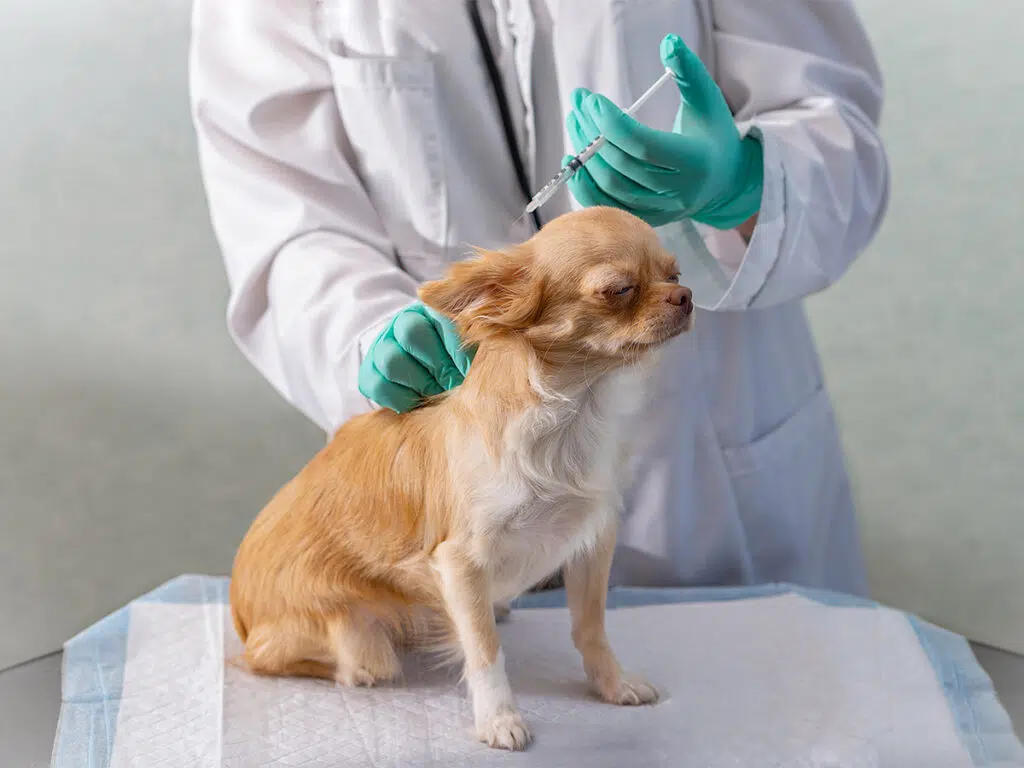 Chihuahua care - light brown pup at the vet getting his shots