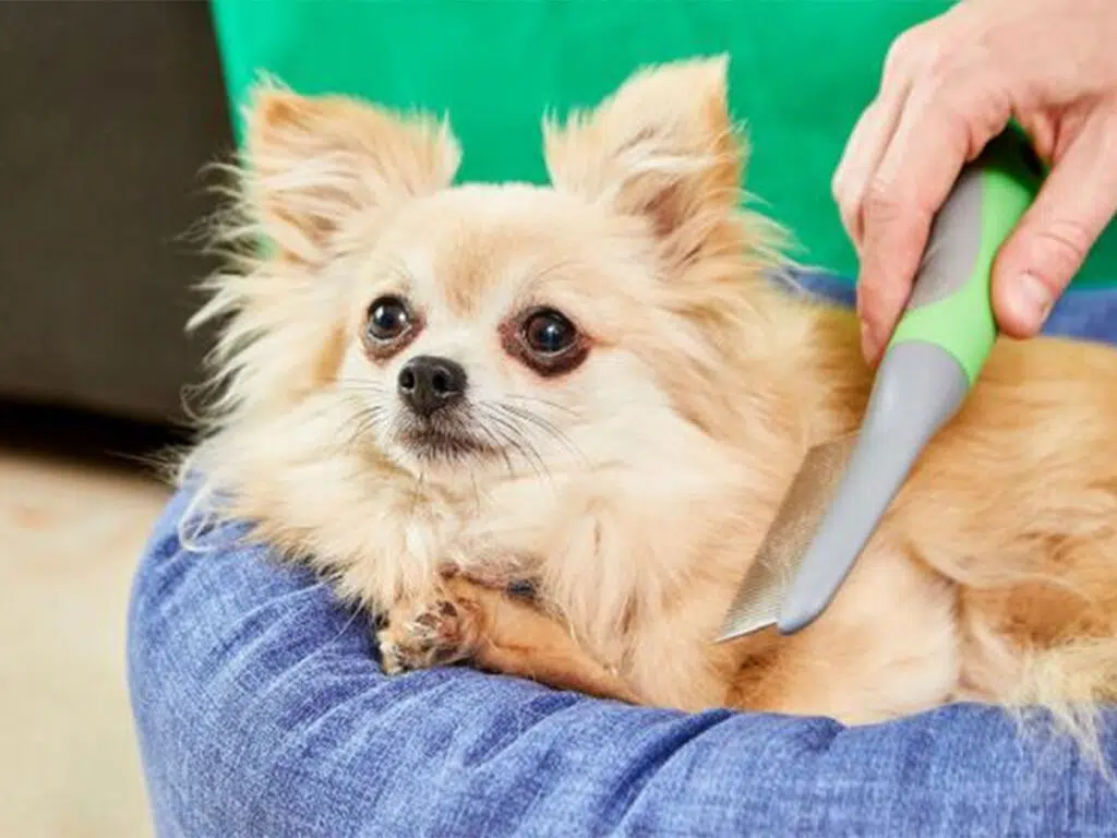 Chihuahua care - a beige long-hair pup at the groomers