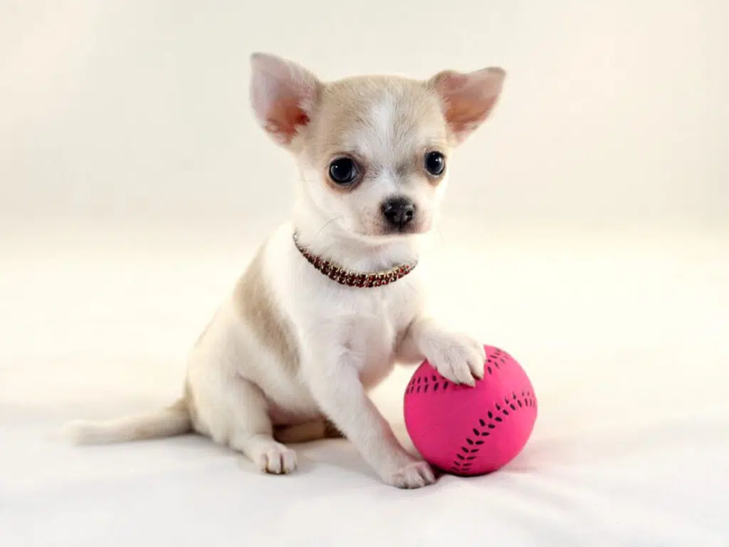 Chihuahua care - a white pup playing with a ball