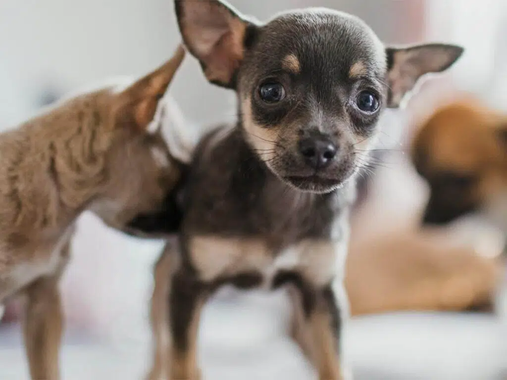 Chihuahua care - Building a bond with other pups