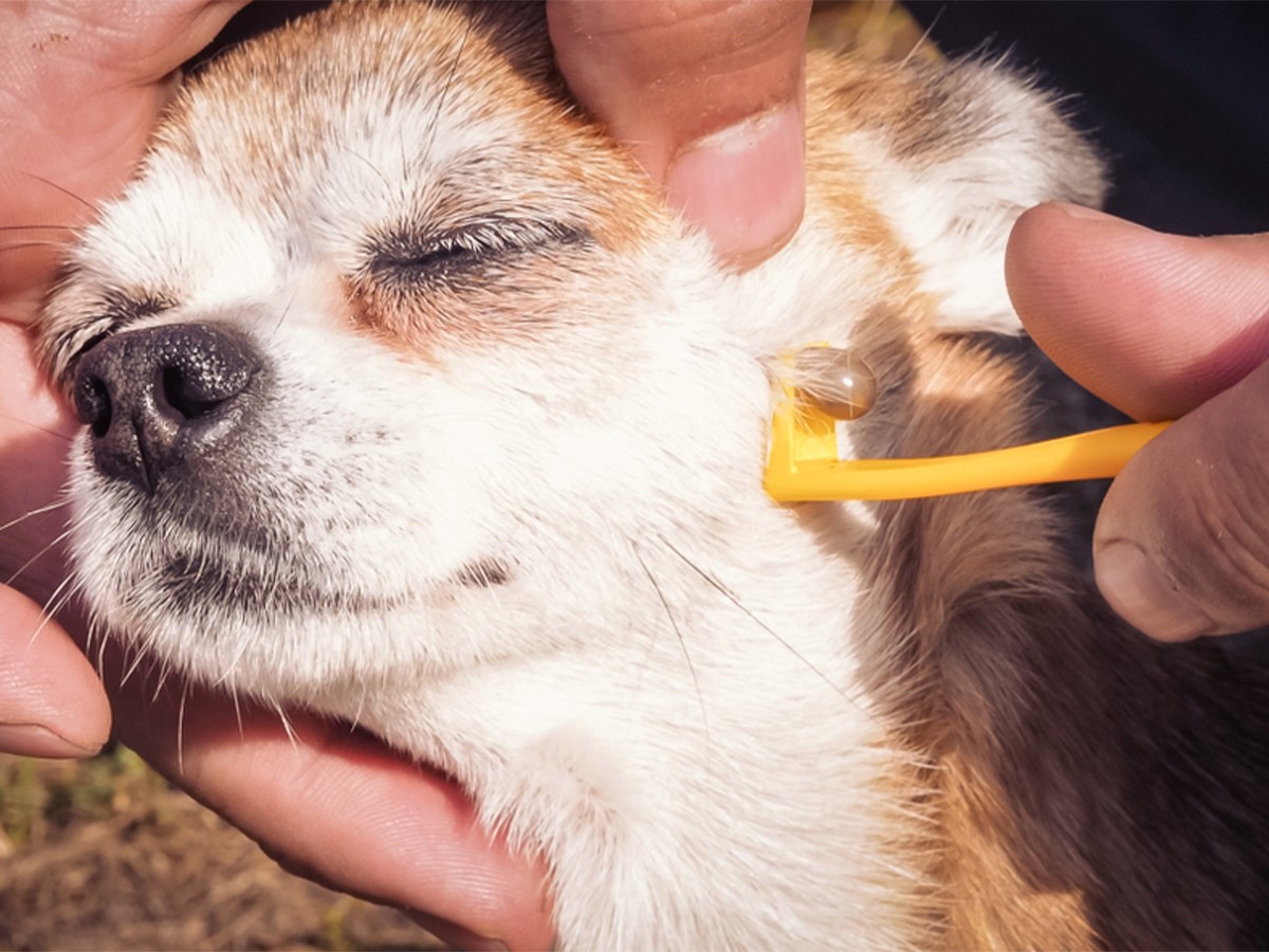 Read more about the article Nailing Chihuahua Care: Your 10 Responsible Steps To-Do List