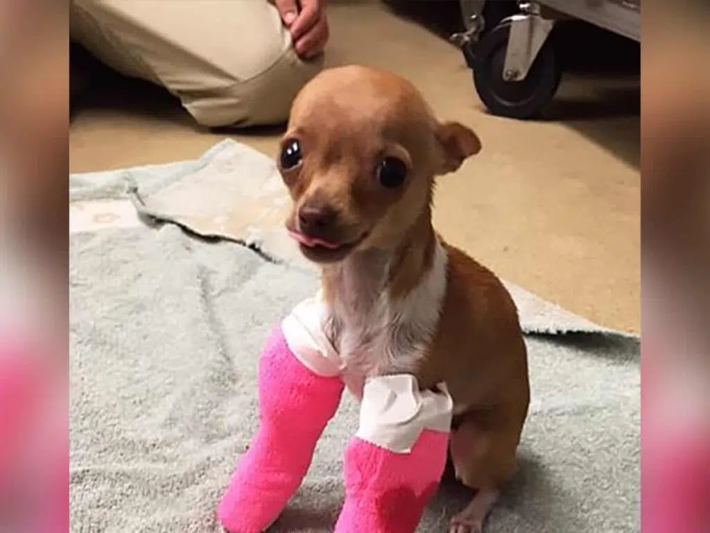 Tiny Chihuahua Rescued from a Dumpster illustrated by Darla on cast