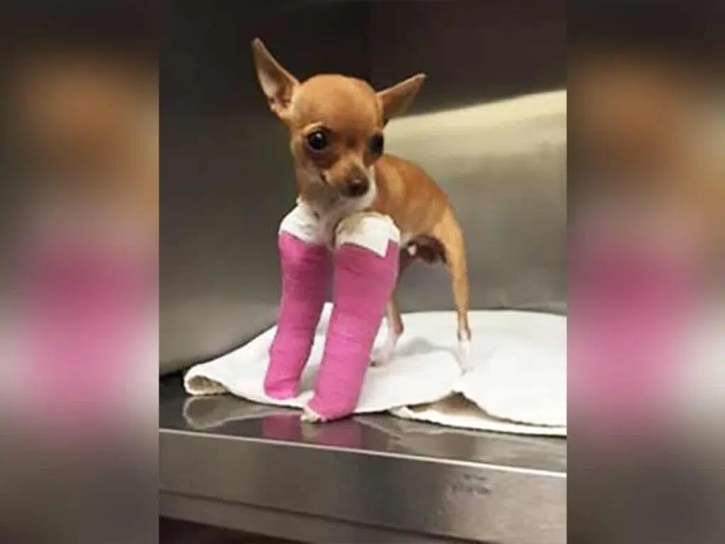 tiny chihuahua rescued from dumpster 2