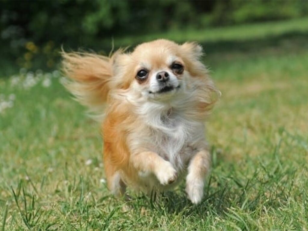 Grieving Chihuahua process illustrated by a pup running in a field