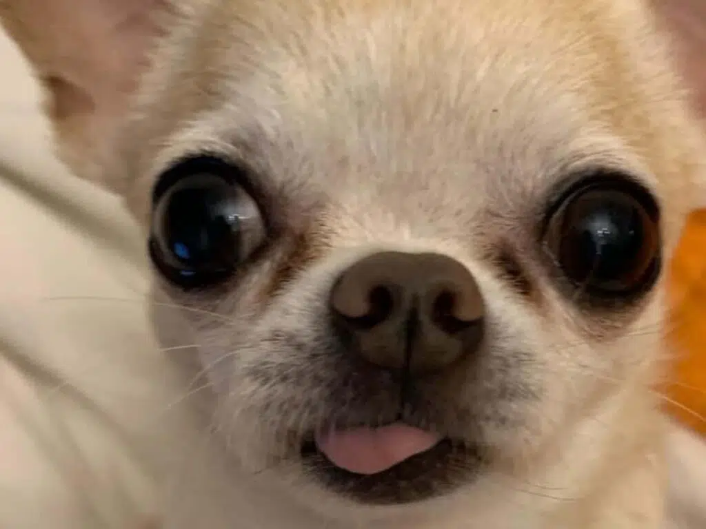 What's with Chihuahuas' Big Ol' Eyes - Chihuahua Eyes' Enigma Unraveled