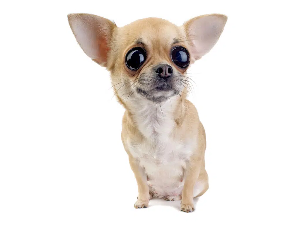 What's with Chihuahuas' Big Ol' Eyes - Chihuahua Eyes' Enigma illustrated by a huge-eyed Chi