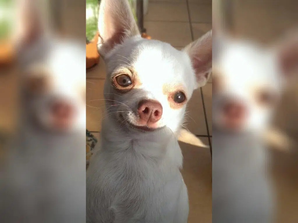 What's with Chihuahuas' Big Ol' Eyes - Chihuahua Eyes' Enigma illustrated by a white smiling pup