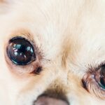 Why Chihuahuas Have Big Ol’ Eyes? Chihuahua Eyes’ Magic