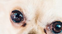 What’s with Chihuahuas’ Big Ol’ Eyes — Chihuahua Eyes’ Enigma — Chihuacorner.com
