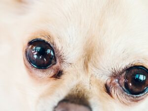 Read more about the article Why Chihuahuas Have Big Ol’ Eyes? Chihuahua Eyes’ Magic