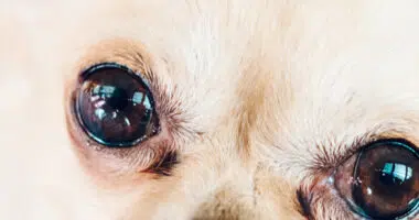 What’s with Chihuahuas’ Big Ol’ Eyes — Chihuahua Eyes’ Enigma — Chihuacorner.com