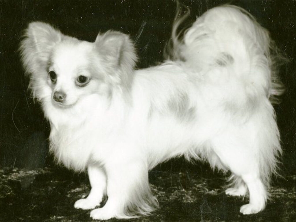 Where do Chihuahuas really come from? Illustrated by an old Chihuahua photograph