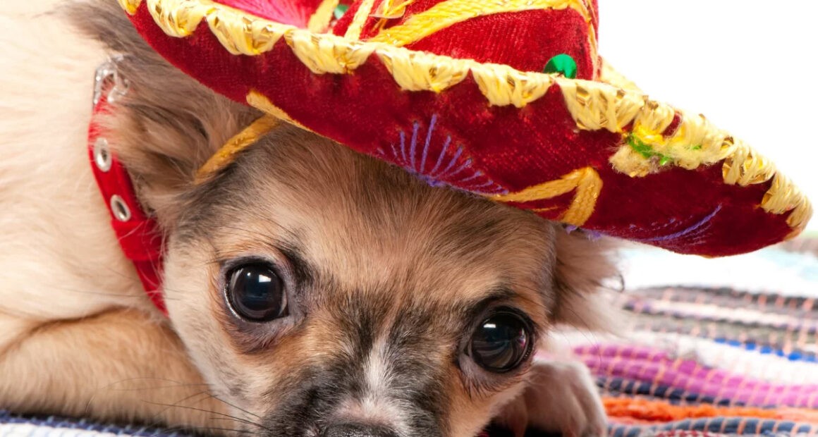 The history of the Chihuahua dog, illustrated by a pup wearing a Mexican hat