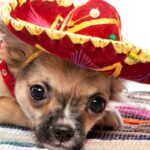 The Amazing History of the Chihuahua Dog