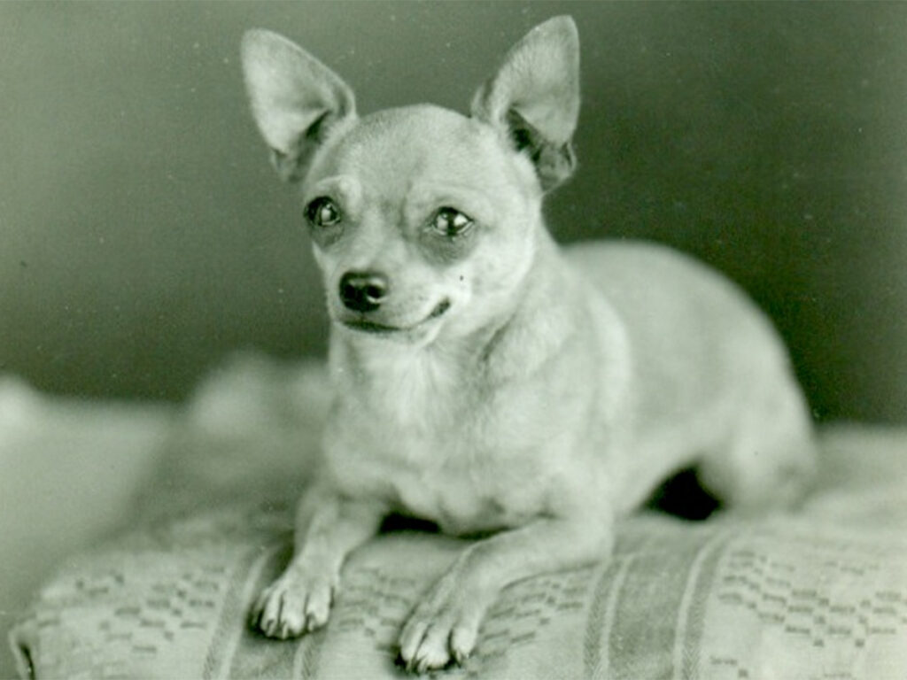 History of Chihuahua dog, illustrated by an old Chi painting in oil