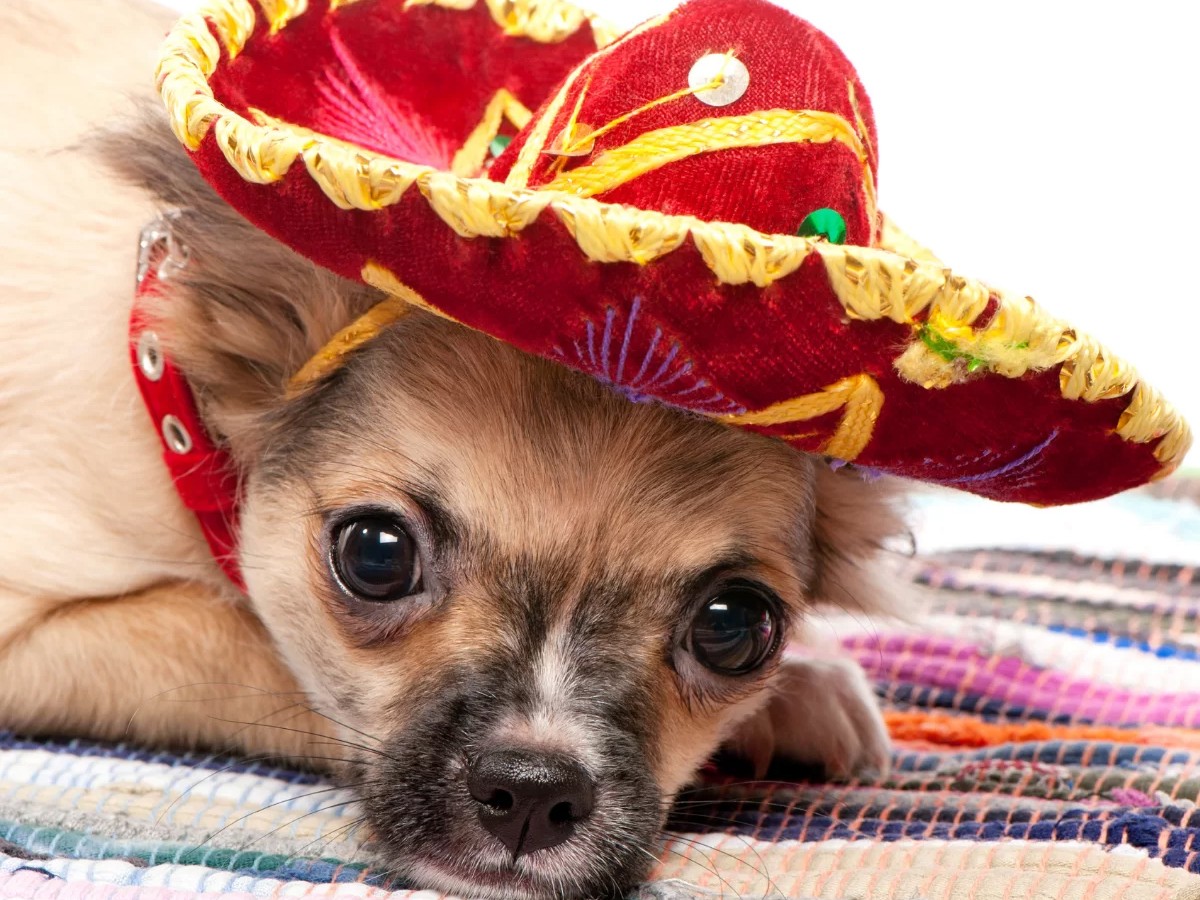 Read more about the article The Amazing History of the Chihuahua Dog