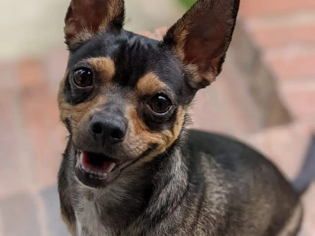 Why are Chihuahuas so aggressive, illustrated by a smiling pup
