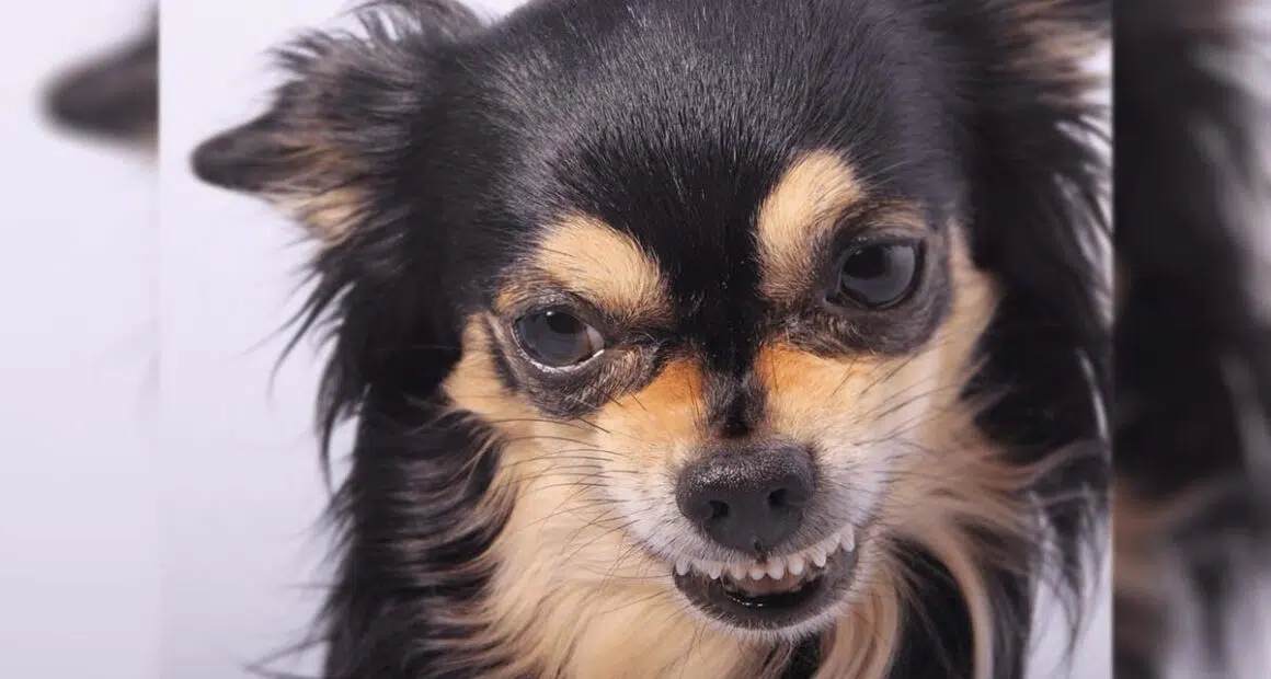 Why Are Chihuahuas So Aggresive: An In-Depth Exploration - Chihuacorner.com