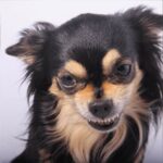 Why Are Chihuahuas So Aggressive? An In-Depth Exploration